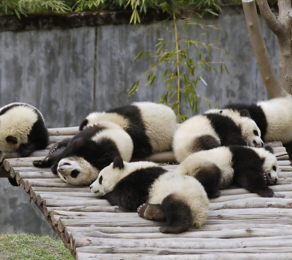 Funny Pandas Relaxing wallpaper 960x854
