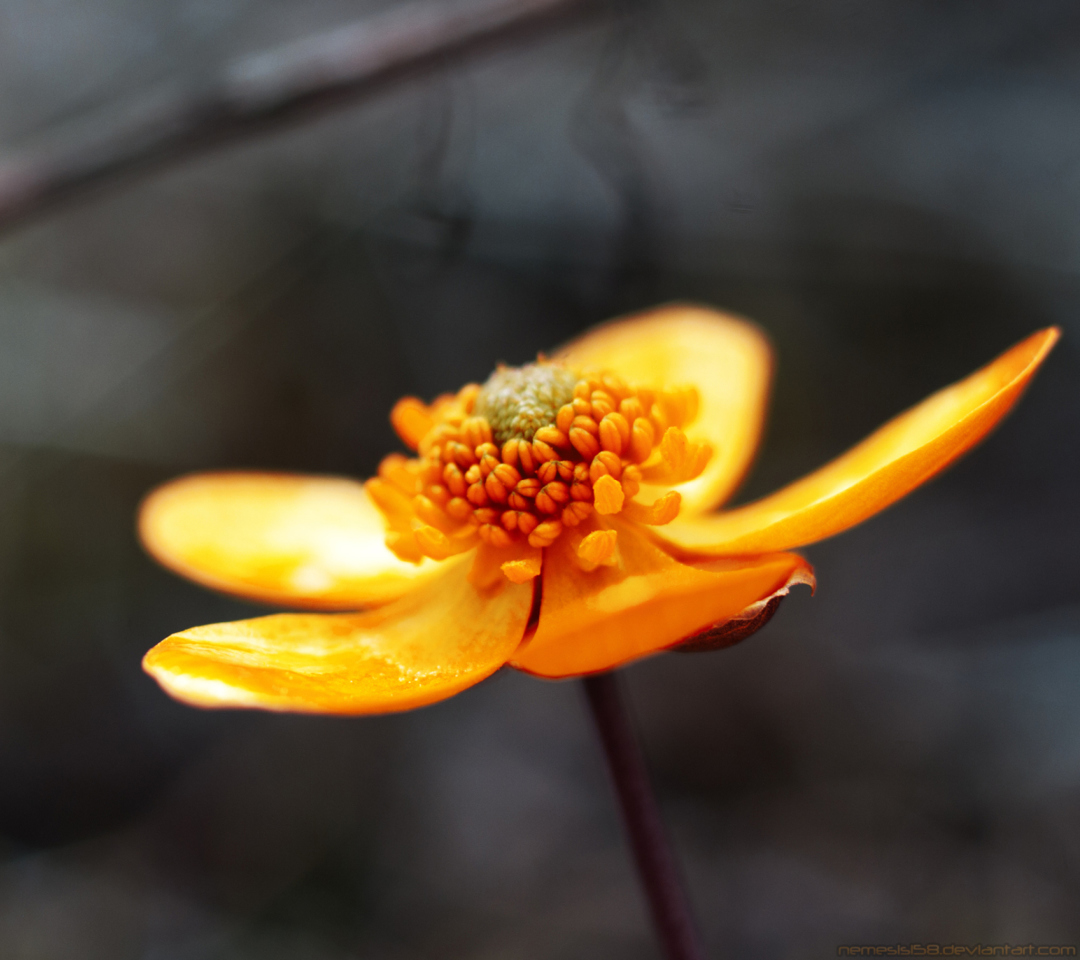 Обои Orange Flower 1080x960