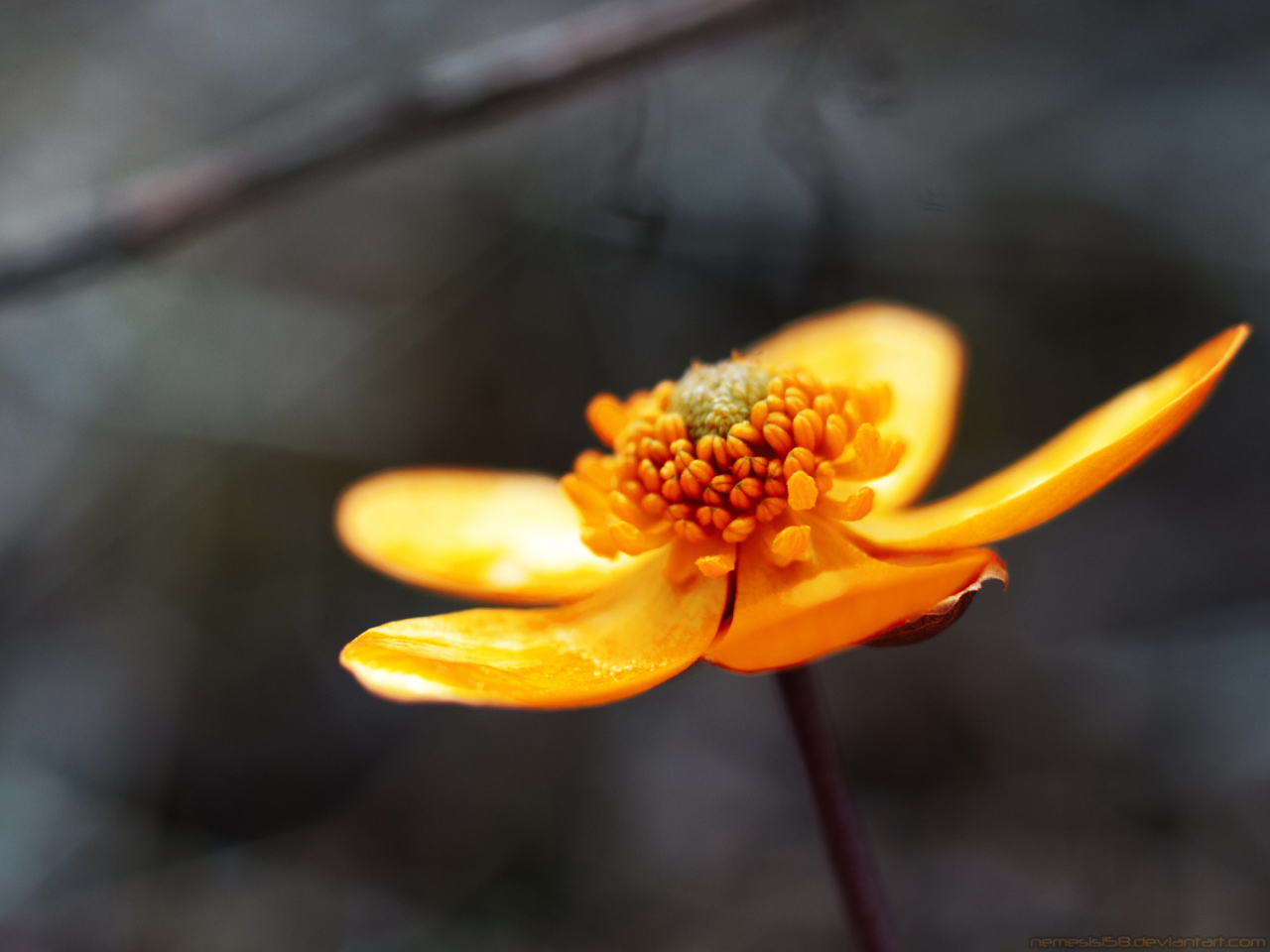 Fondo de pantalla Orange Flower 1280x960