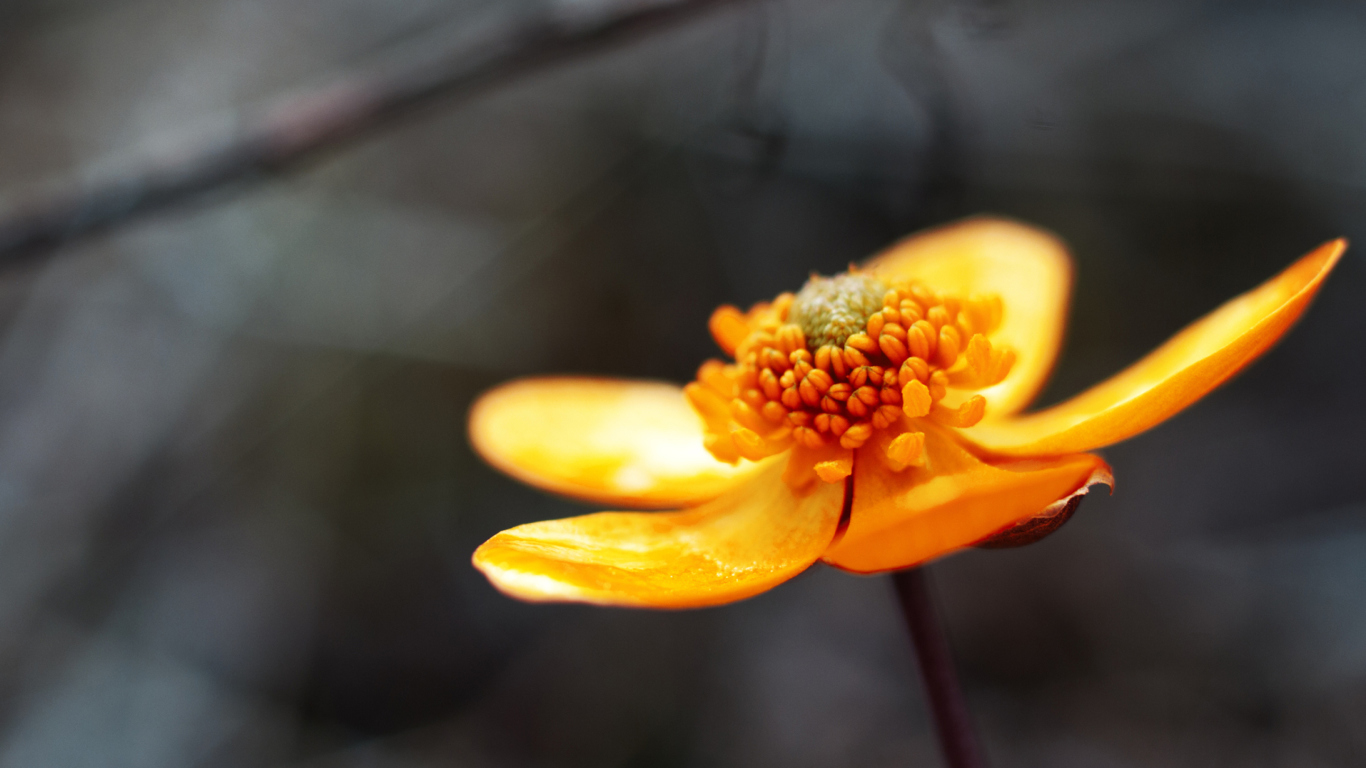 Sfondi Orange Flower 1366x768
