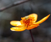 Обои Orange Flower 176x144