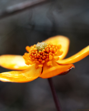 Sfondi Orange Flower 176x220