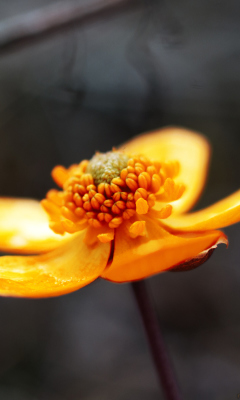 Fondo de pantalla Orange Flower 240x400