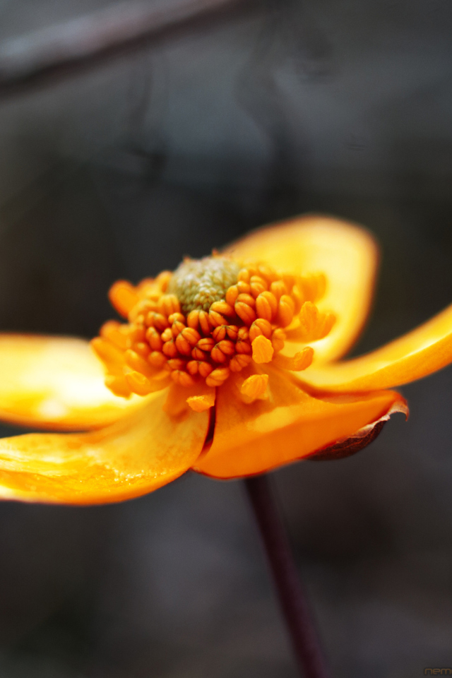 Orange Flower screenshot #1 640x960