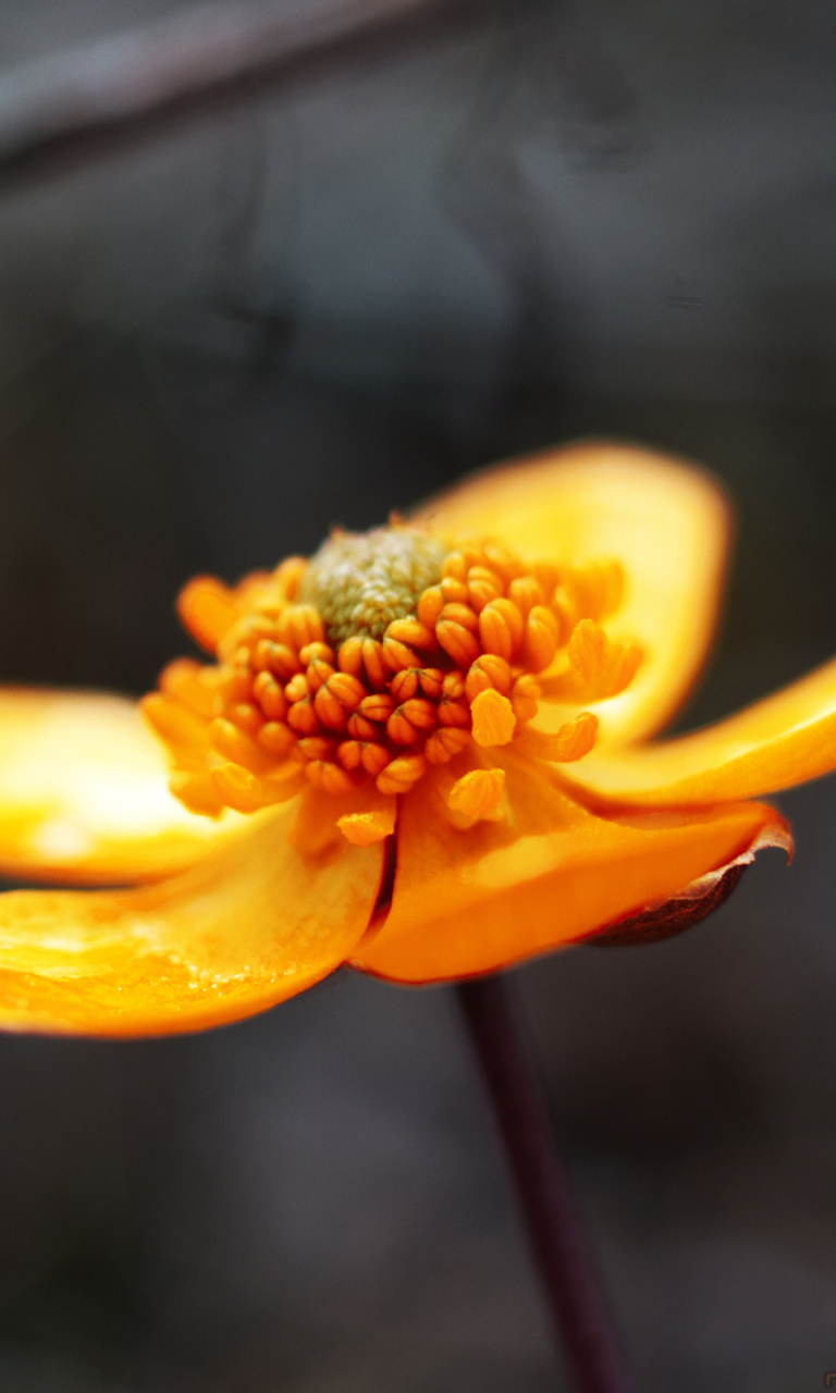 Sfondi Orange Flower 768x1280