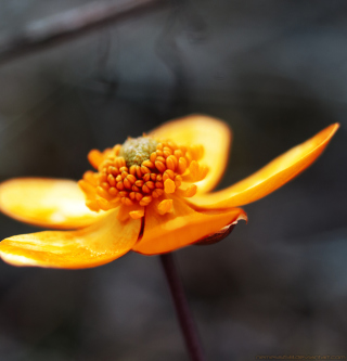 Kostenloses Orange Flower Wallpaper für 128x128