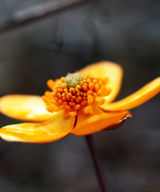 Orange Flower - Obrázkek zdarma pro Nokia C2-02