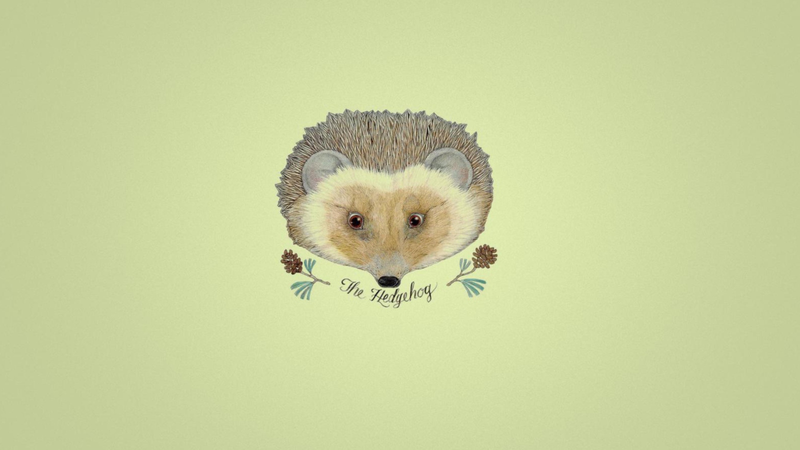 Hedgehog wallpaper 1600x900