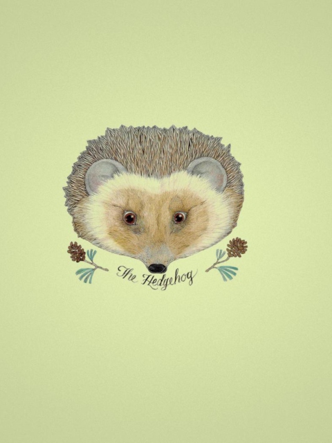 Hedgehog wallpaper 480x640