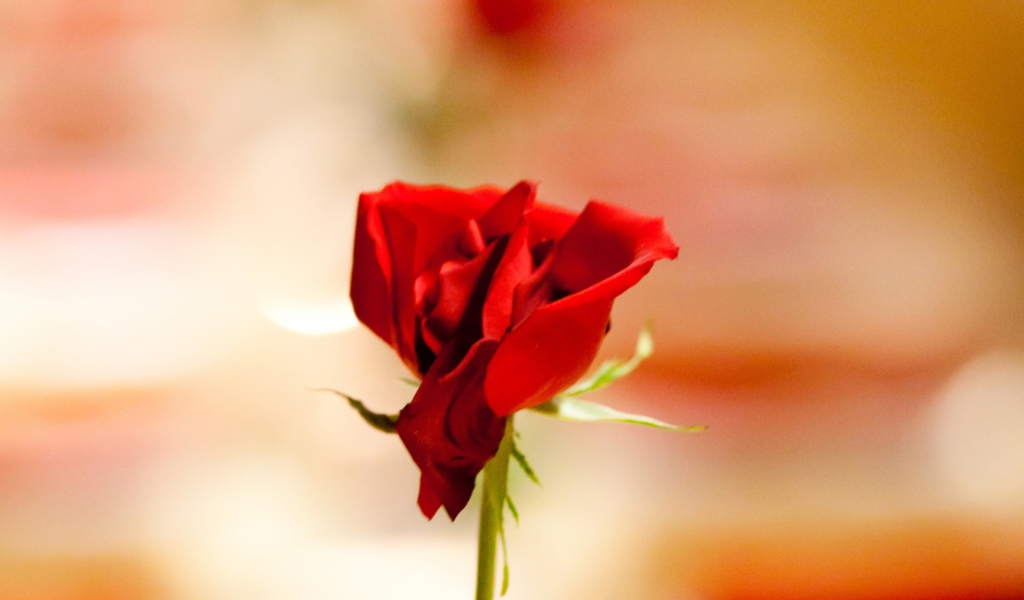 Das One Red Rose For You Wallpaper 1024x600