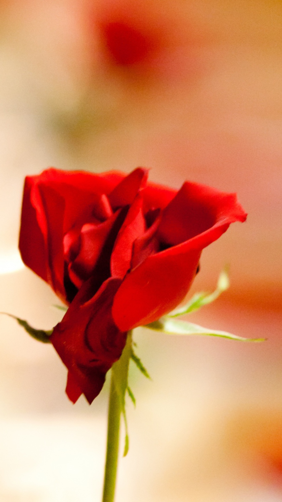 Fondo de pantalla One Red Rose For You 1080x1920