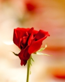Screenshot №1 pro téma One Red Rose For You 128x160