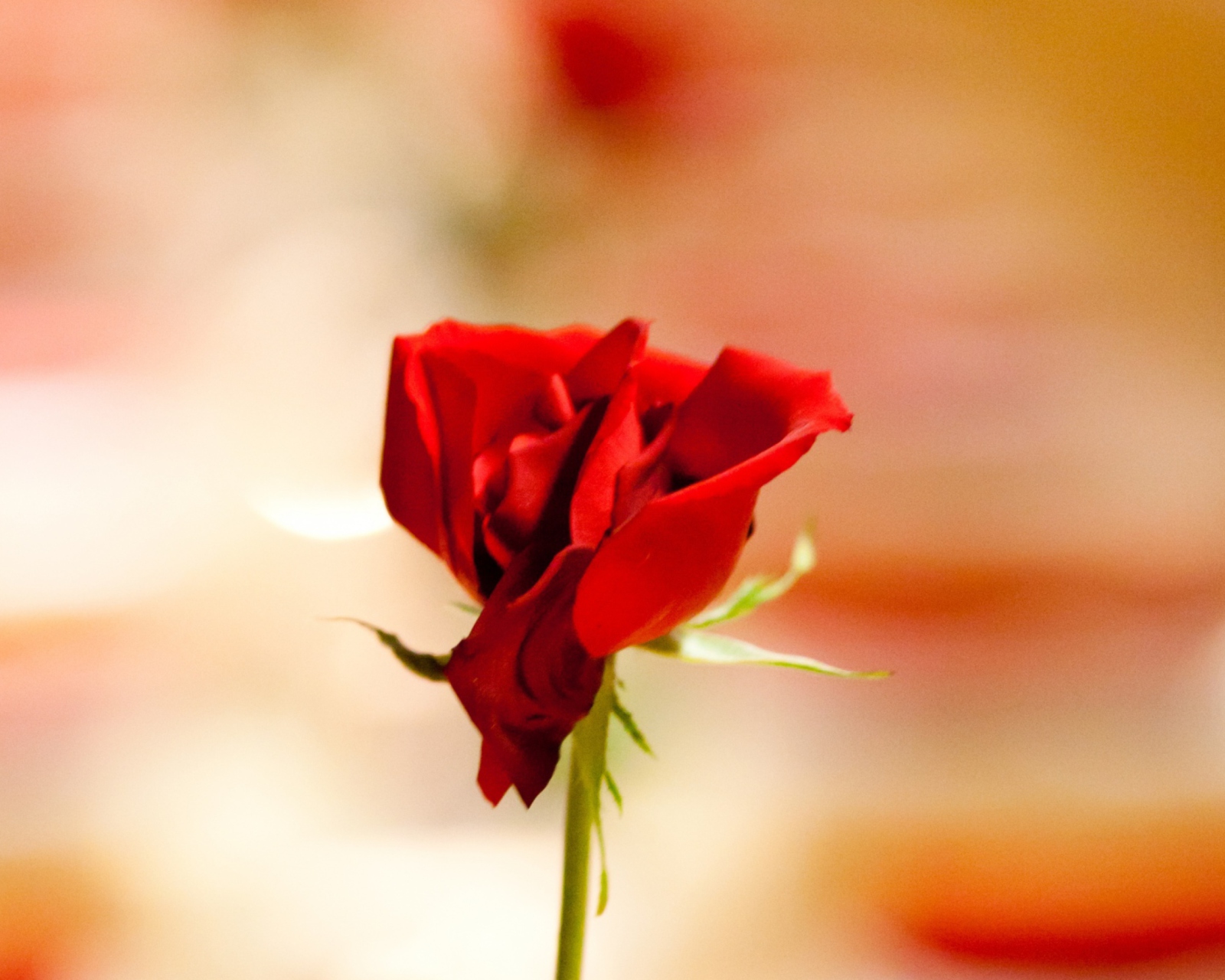 Fondo de pantalla One Red Rose For You 1600x1280