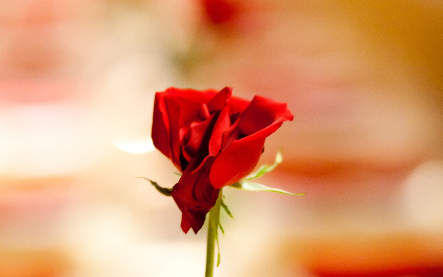 Screenshot №1 pro téma One Red Rose For You 1680x1050