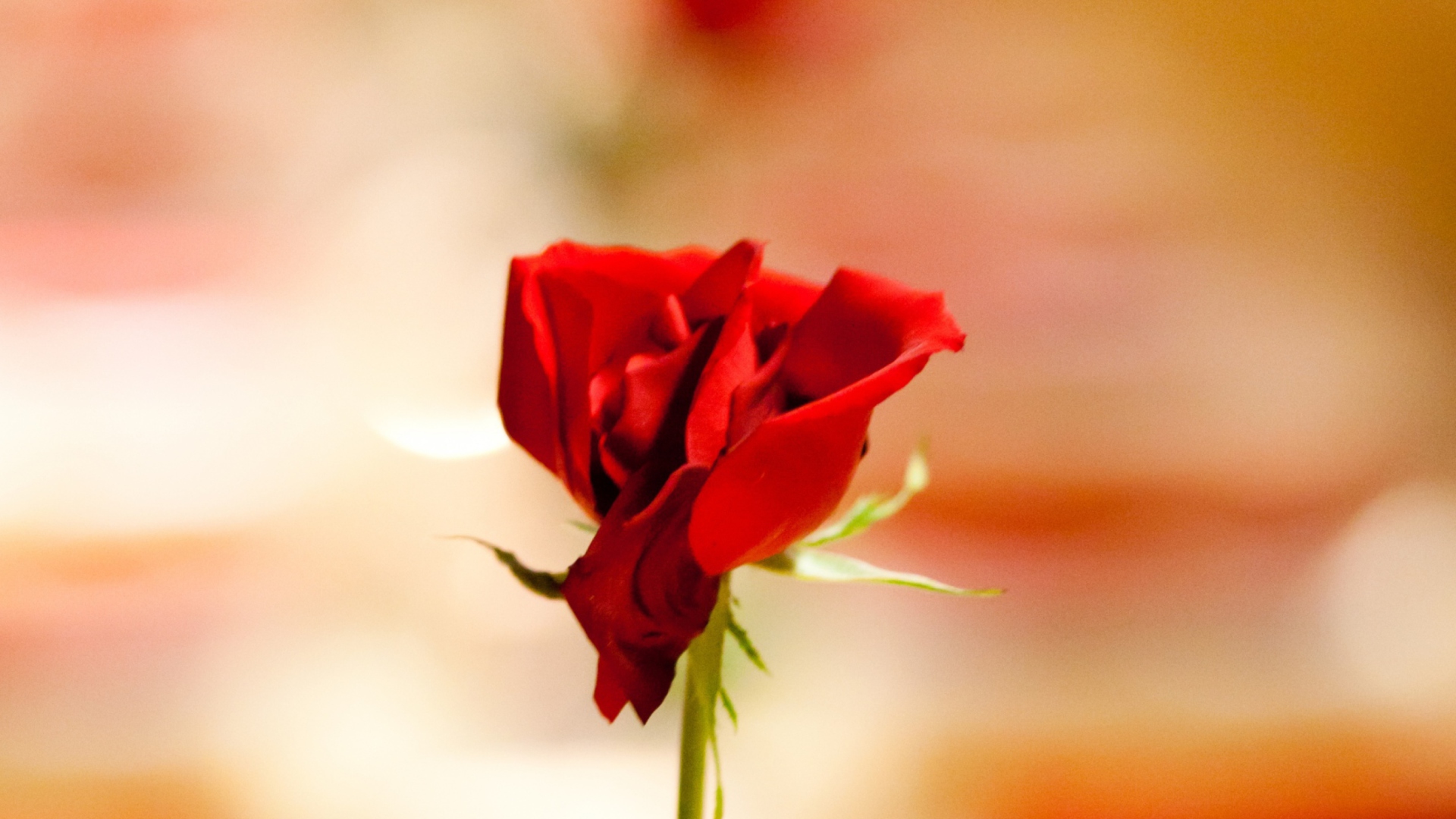 Das One Red Rose For You Wallpaper 1920x1080