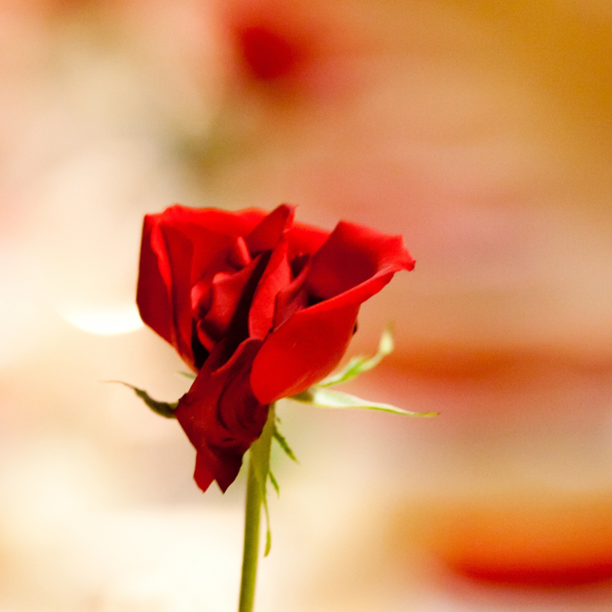 Fondo de pantalla One Red Rose For You 2048x2048