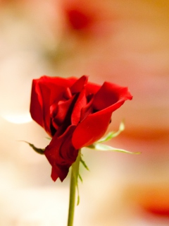 Fondo de pantalla One Red Rose For You 240x320