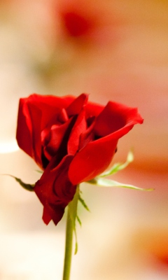Das One Red Rose For You Wallpaper 240x400