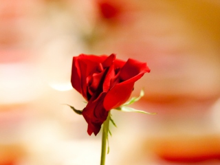Fondo de pantalla One Red Rose For You 320x240