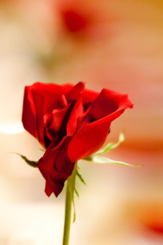 Sfondi One Red Rose For You 320x480