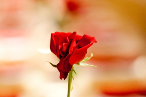 Fondo de pantalla One Red Rose For You 480x320