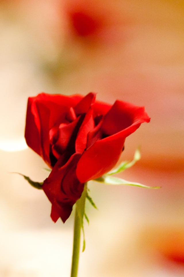 Fondo de pantalla One Red Rose For You 640x960