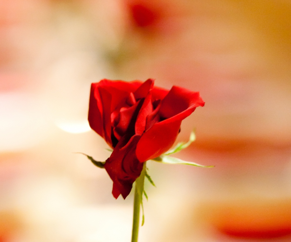 Fondo de pantalla One Red Rose For You 960x800