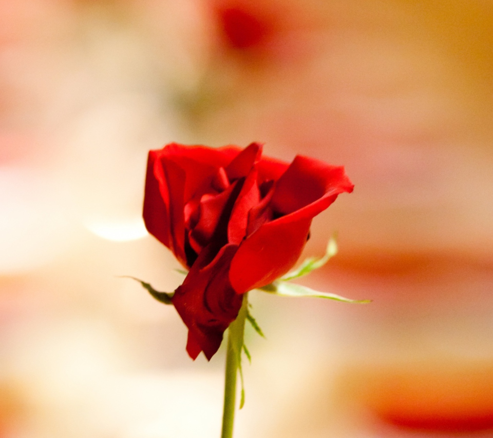 Fondo de pantalla One Red Rose For You 960x854