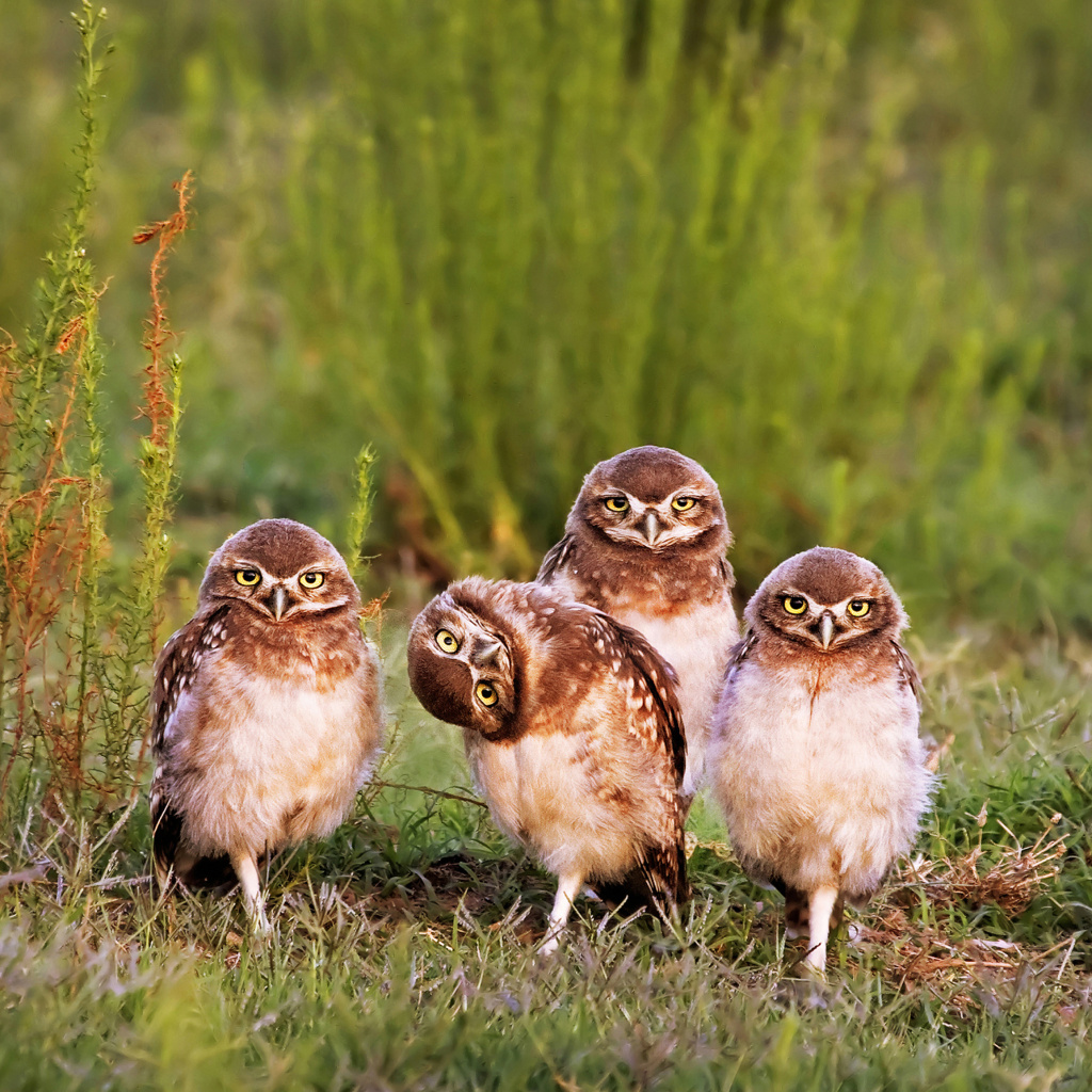 Das Morning with owls Wallpaper 1024x1024