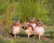 Обои Morning with owls 220x176