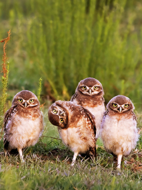 Morning with owls wallpaper 480x640