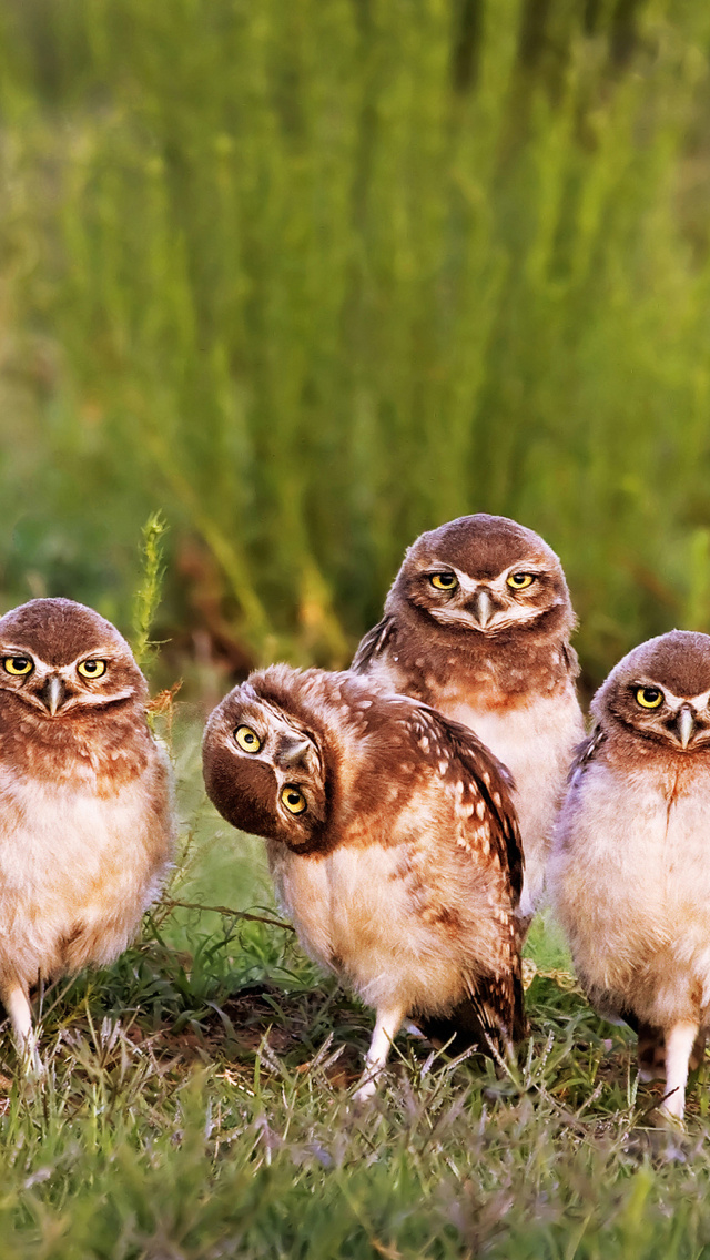 Morning with owls wallpaper 640x1136