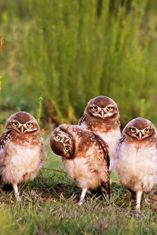 Das Morning with owls Wallpaper 640x960