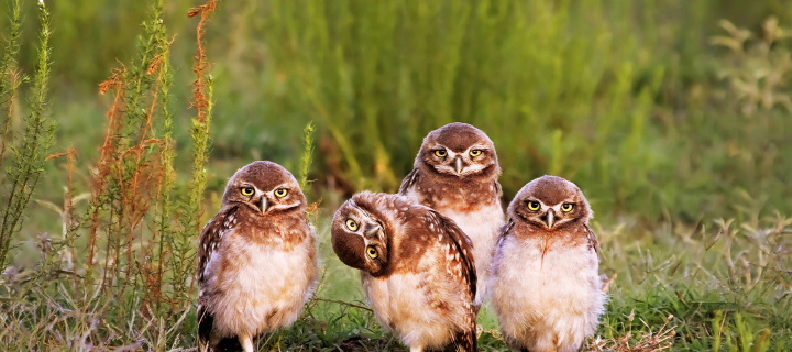 Das Morning with owls Wallpaper 720x320
