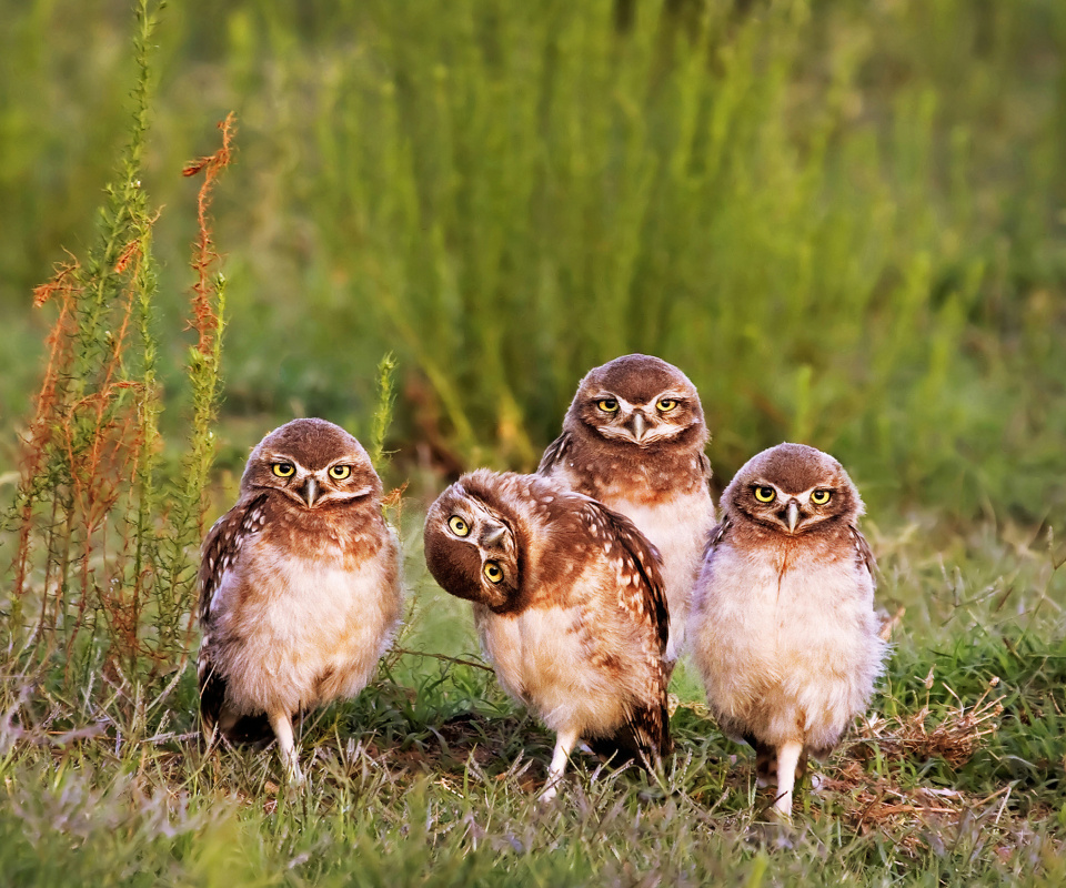 Morning with owls wallpaper 960x800