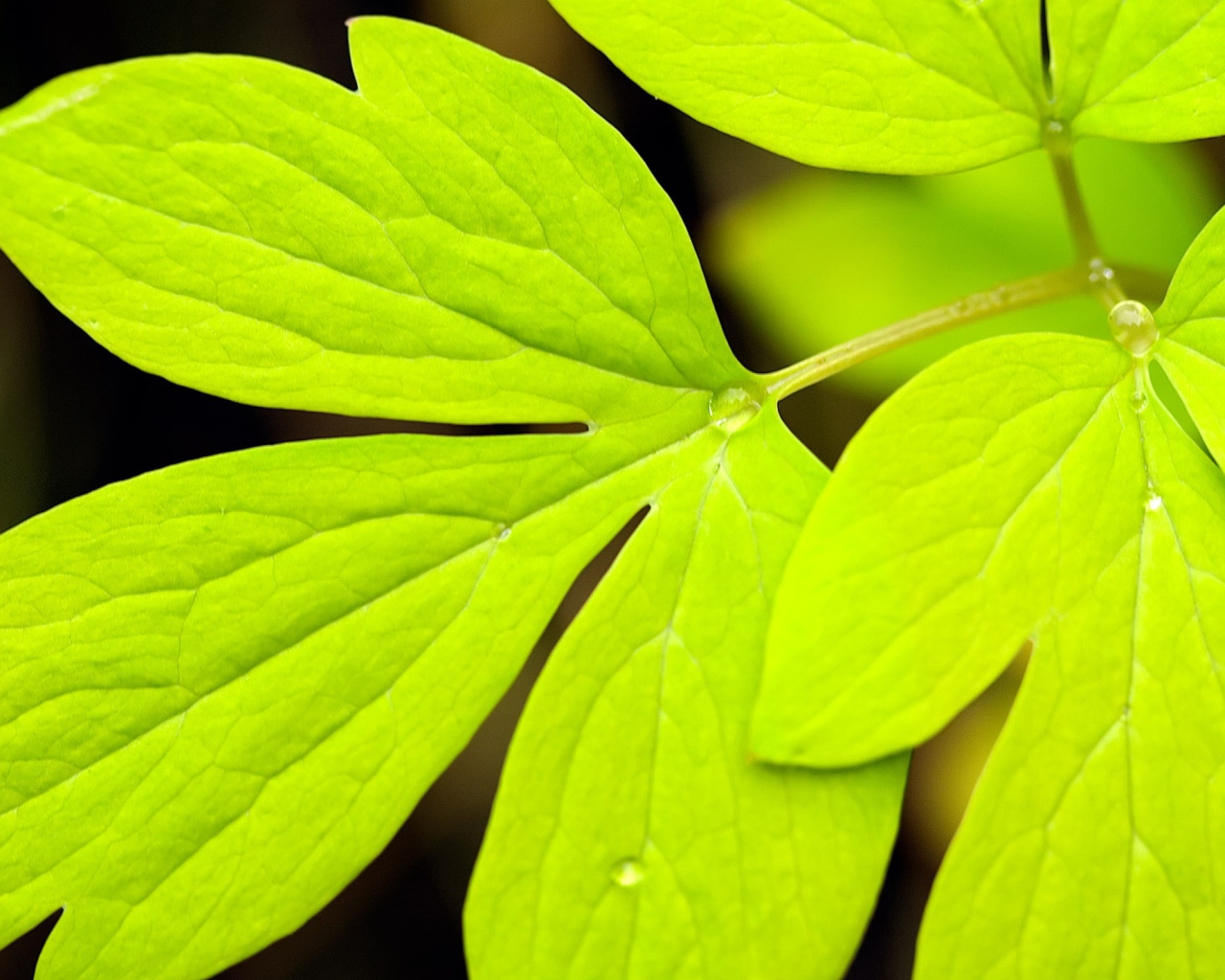 Green Leaf wallpaper 1280x1024