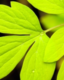 Sfondi Green Leaf 128x160