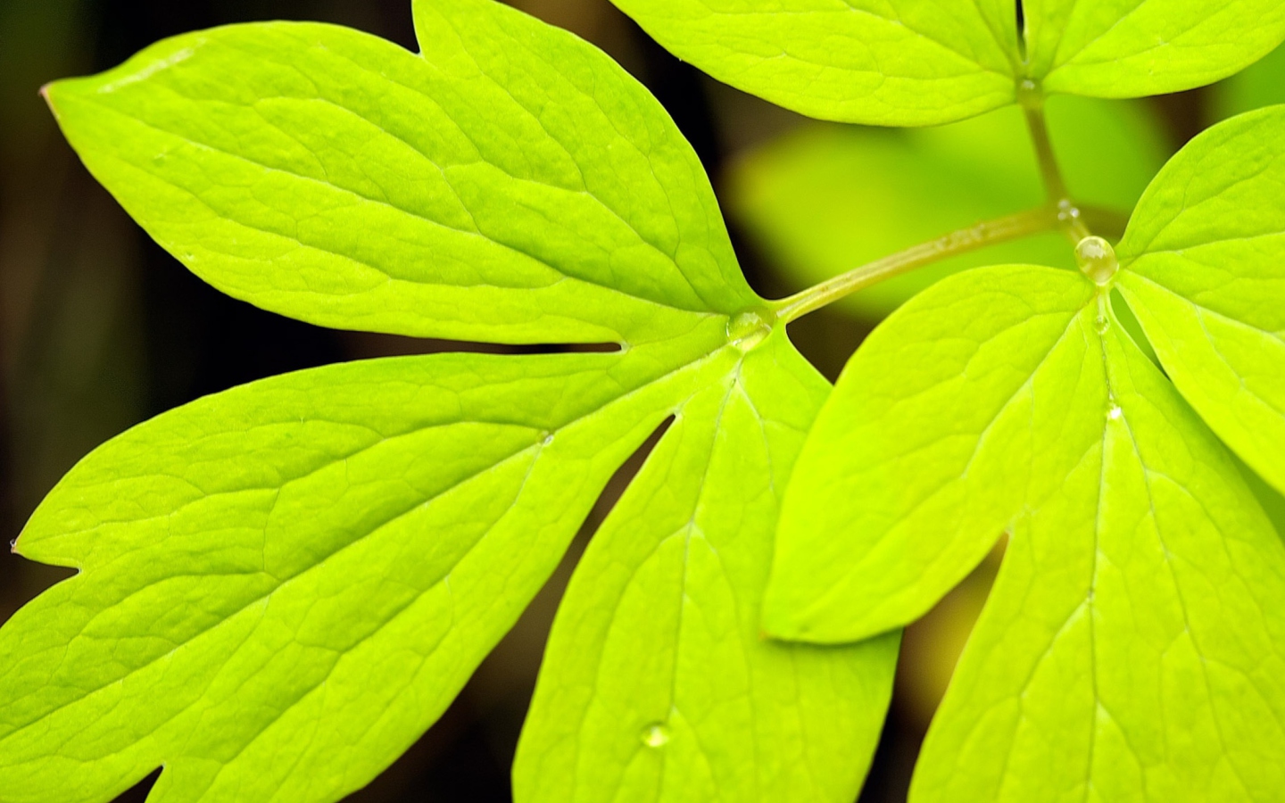 Sfondi Green Leaf 1440x900