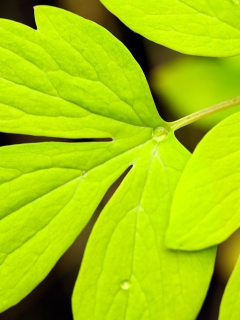 Das Green Leaf Wallpaper 240x320