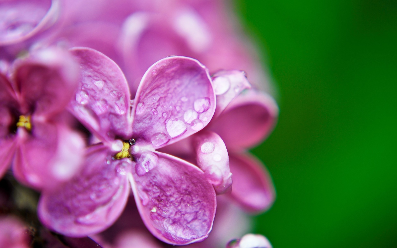 Macro Purple Flowers screenshot #1 1280x800