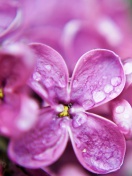 Fondo de pantalla Macro Purple Flowers 132x176