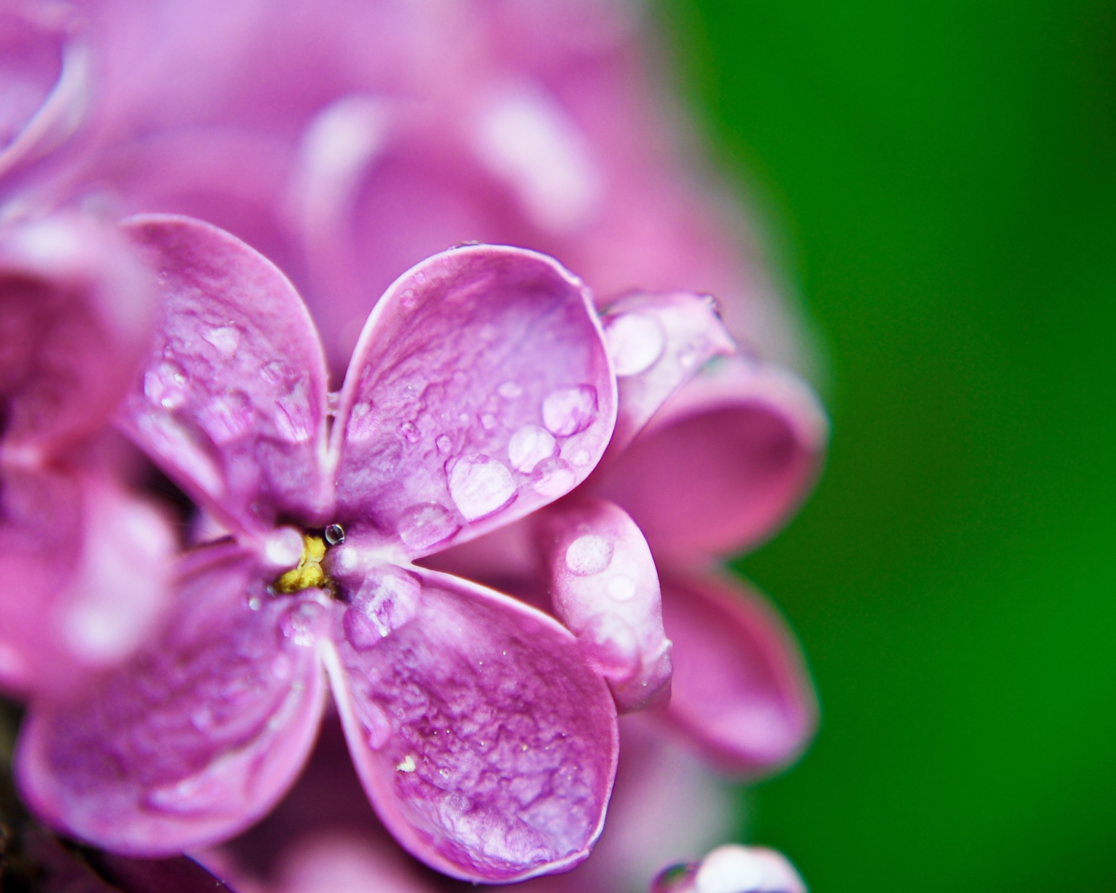 Das Macro Purple Flowers Wallpaper 1600x1280