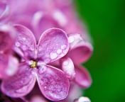 Macro Purple Flowers wallpaper 176x144