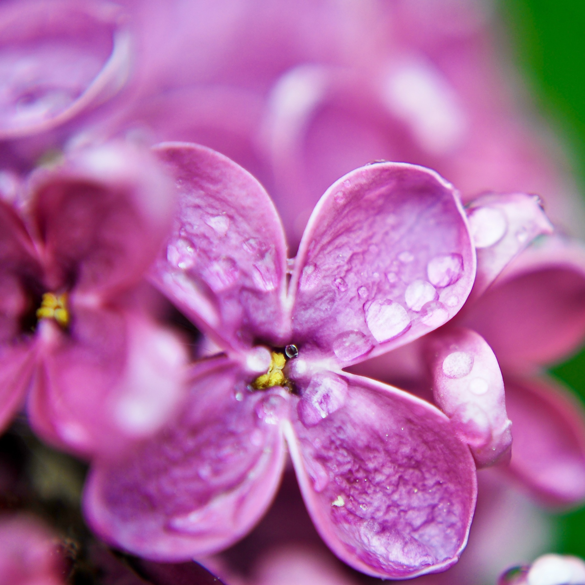 Обои Macro Purple Flowers 2048x2048