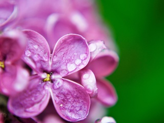 Macro Purple Flowers screenshot #1 320x240