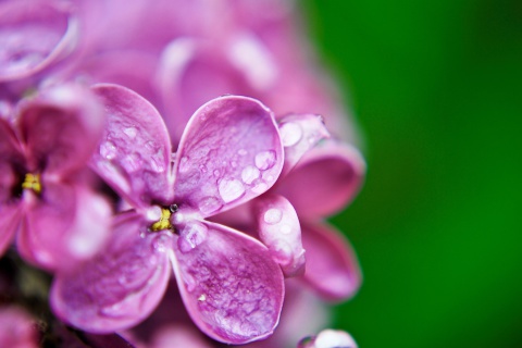 Macro Purple Flowers screenshot #1 480x320