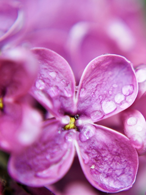 Fondo de pantalla Macro Purple Flowers 480x640