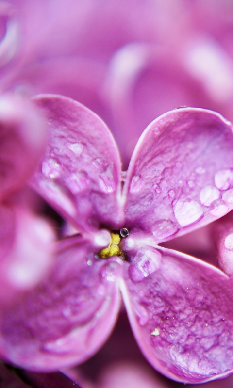 Обои Macro Purple Flowers 480x800