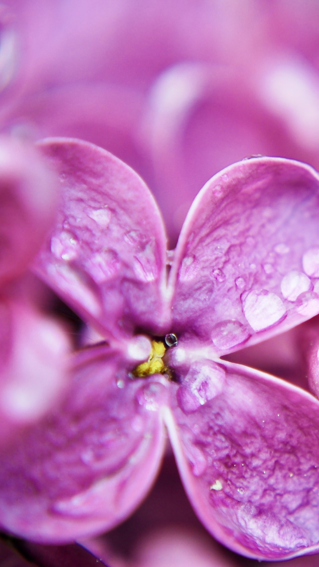Обои Macro Purple Flowers 640x1136