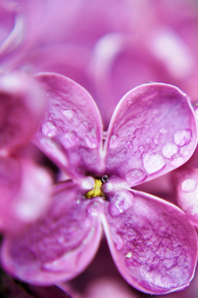 Macro Purple Flowers wallpaper 640x960